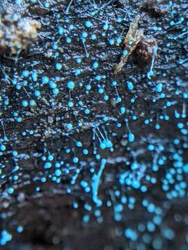 Dendrostilbella smaragdina (Alb. & Schwein.) Seifert 2000 resmi