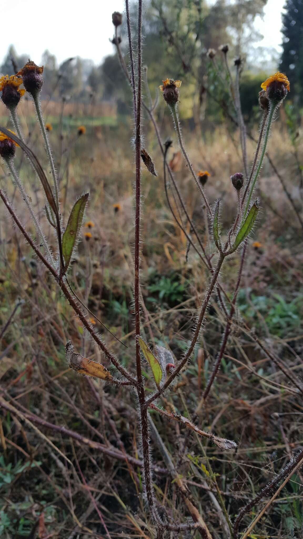 Image de Tridax trilobata (Cav.) Hemsl.