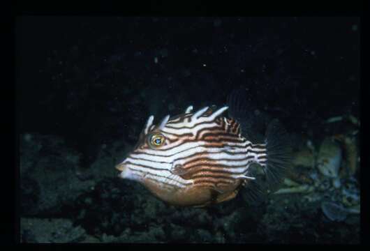 Image of Shaw&#39;s cowfish