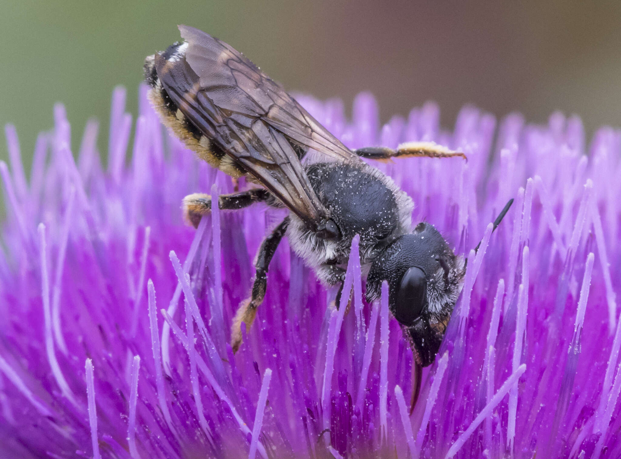 صورة Megachile pugnata Say 1837