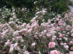 Image of seaside buckwheat