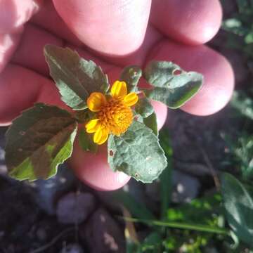 Image of Heliopsis annua Hemsl.