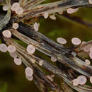 Image de Roseodiscus rhodoleucus (Fr.) Baral 2006