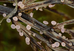 Image de Roseodiscus rhodoleucus (Fr.) Baral 2006