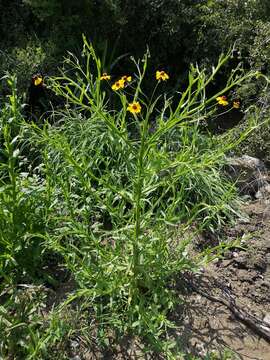 Image of Helenium amphibolum