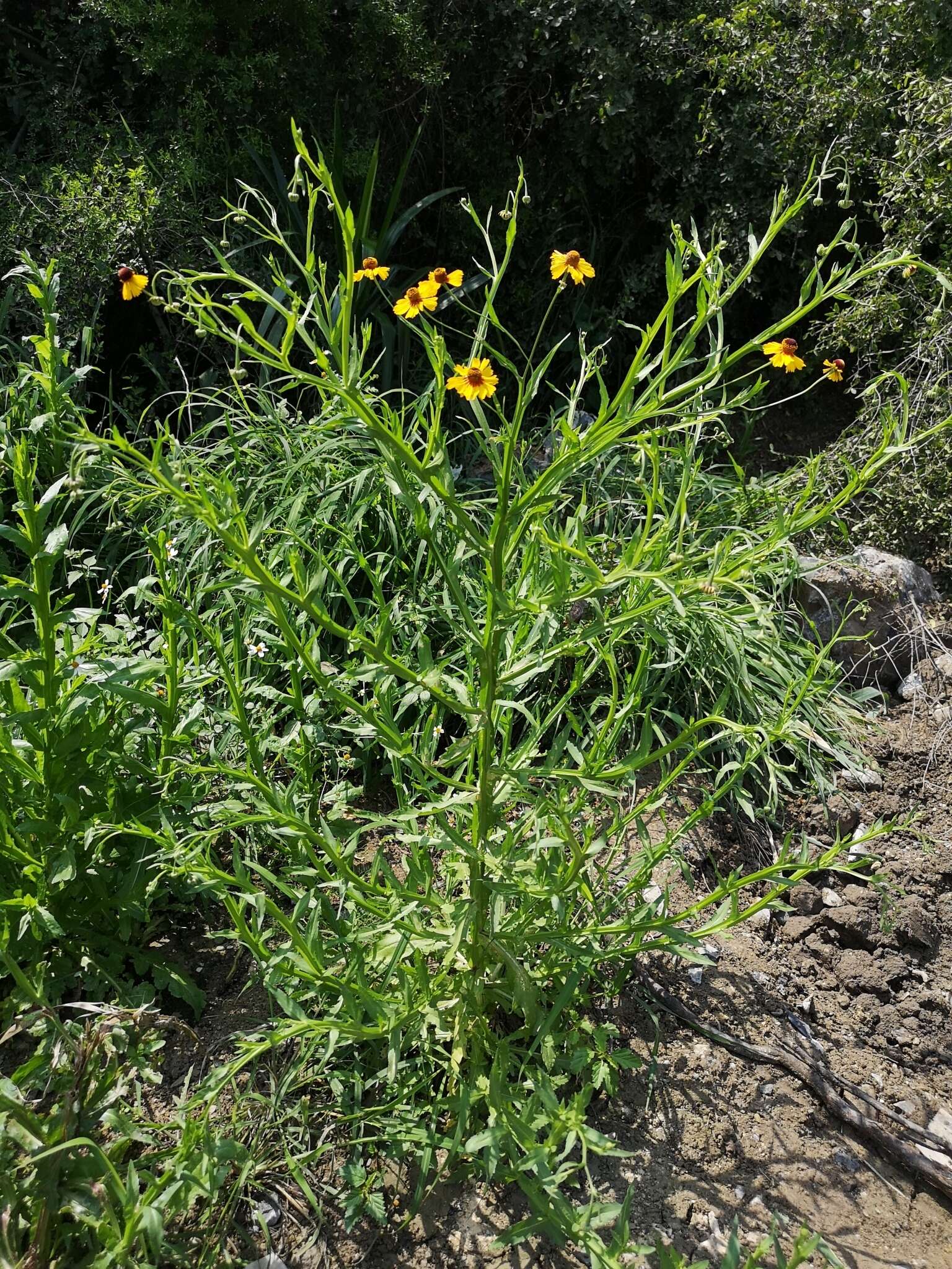 Image de Helenium amphibolum