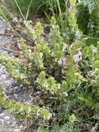 Слика од Pedicularis dichotoma Bonati