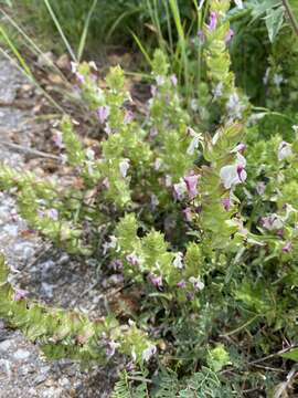 Image of Pedicularis dichotoma Bonati