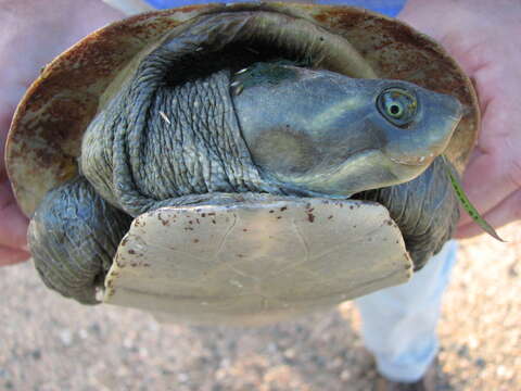 Image of Krefft's Short-necked Turtle