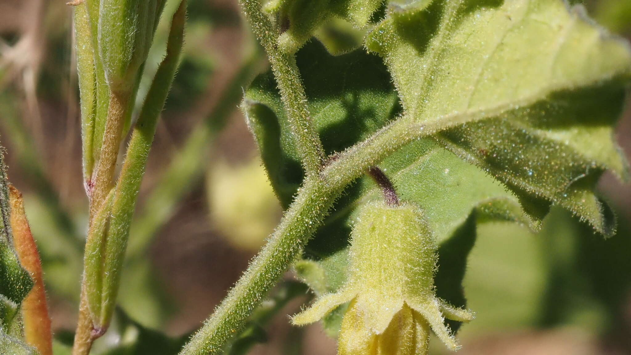 Image of Palmer's groundcherry