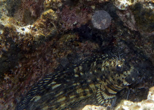 Image of Wavy lined blenny