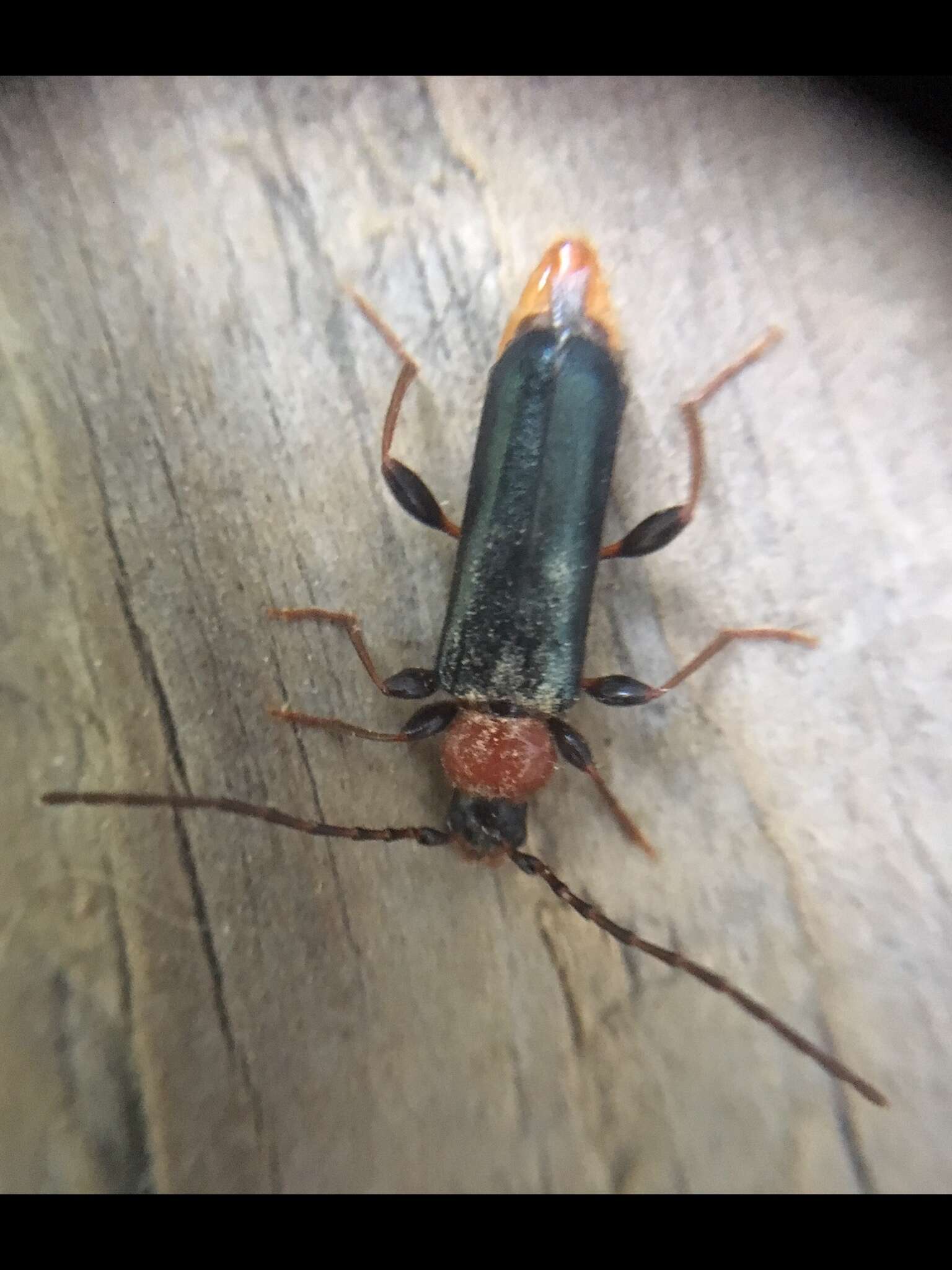 Image of Long-horned beetle