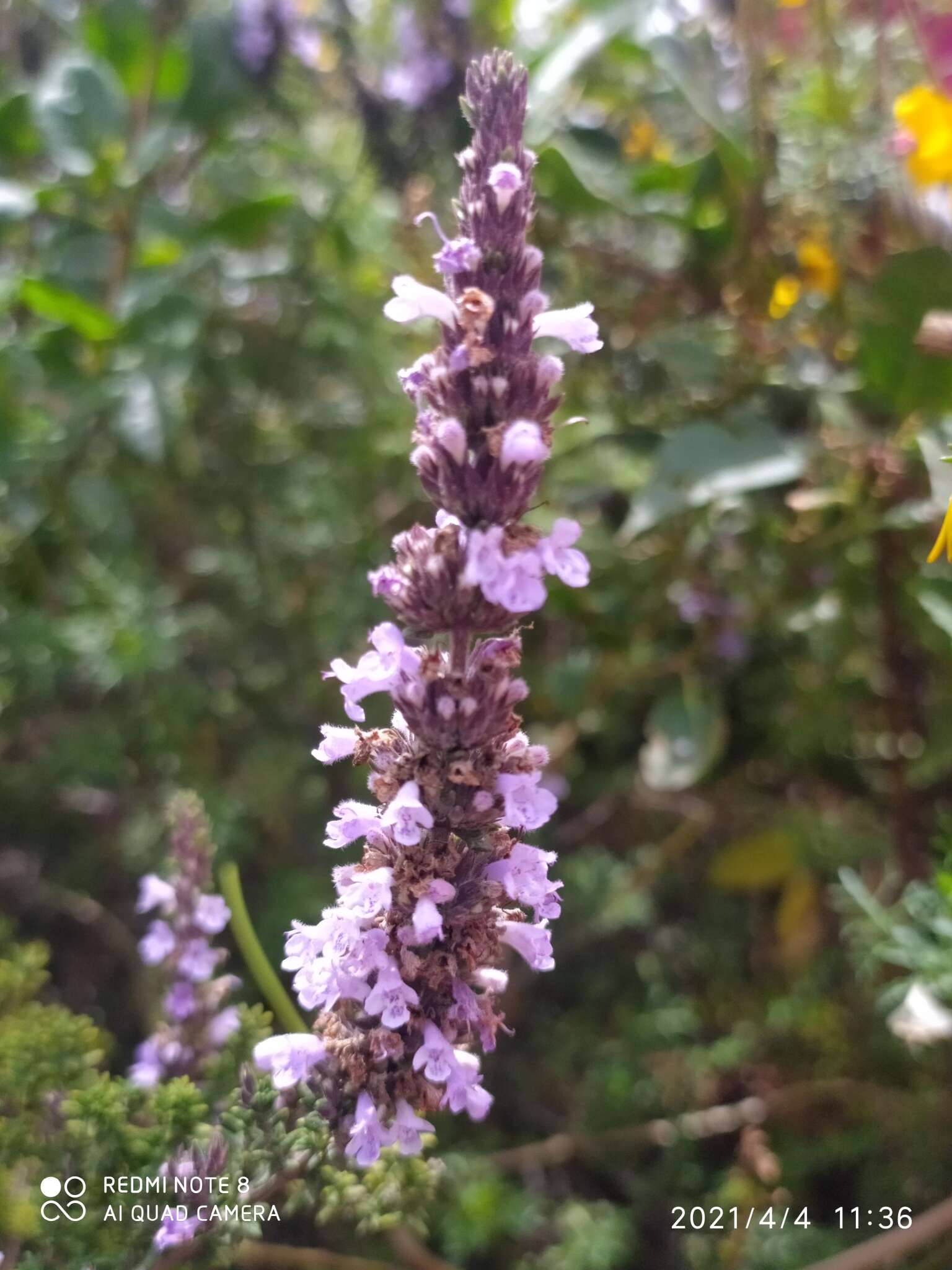 Clinopodium fasciculatum (Benth.) Govaerts的圖片