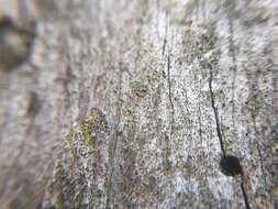Image of Yellow-collar stubble lichen;   Spike lichen