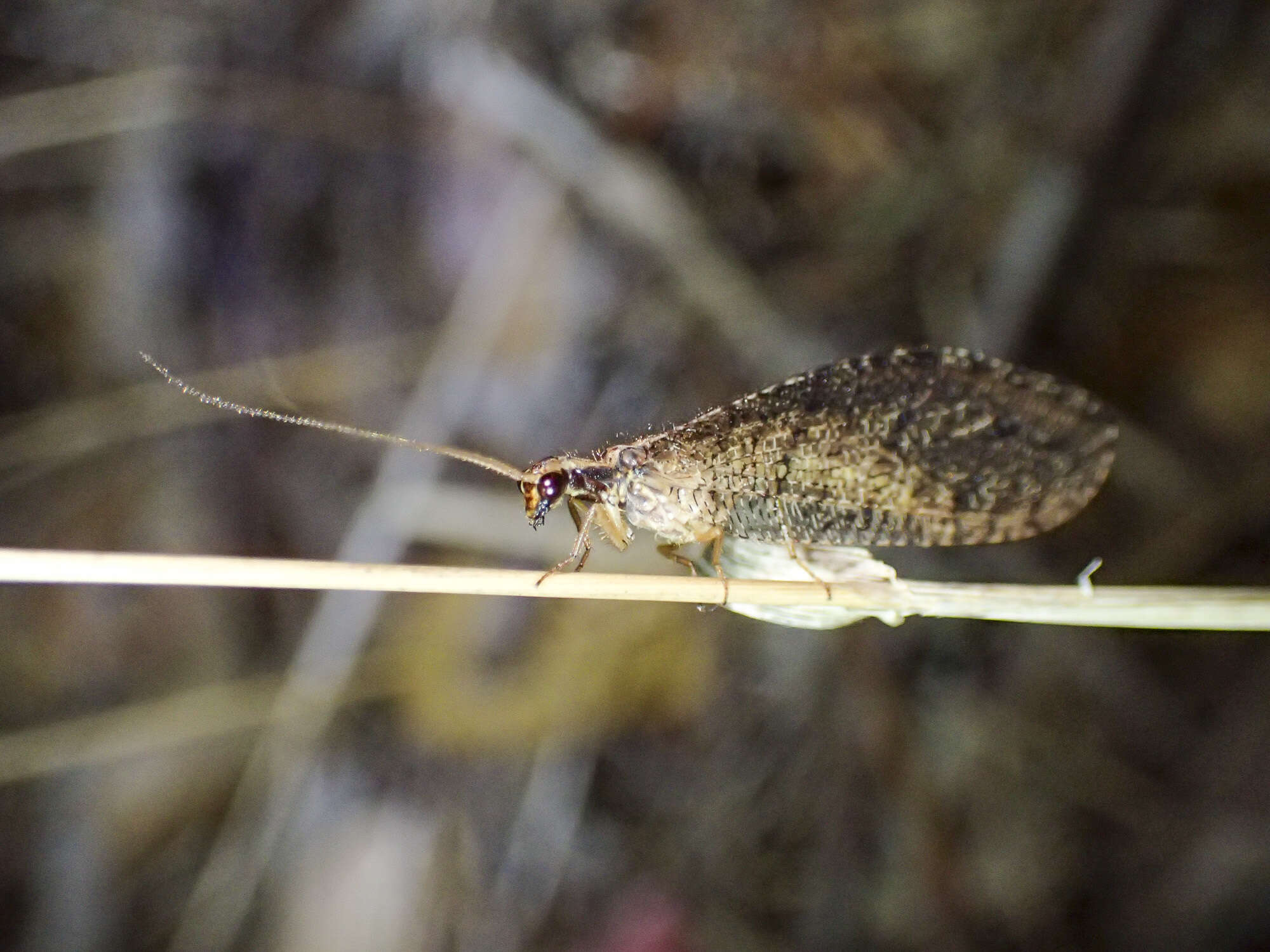 Image of Oedosmylus tasmaniensis Krüger 1913