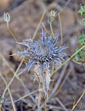 Image of Carlina lanata L.