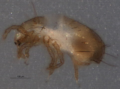 Image of Jugatala