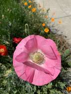 Image of Icelandic poppy