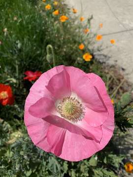 Sivun Papaver nudicaule subsp. americanum Rändel ex D. F. Murray kuva