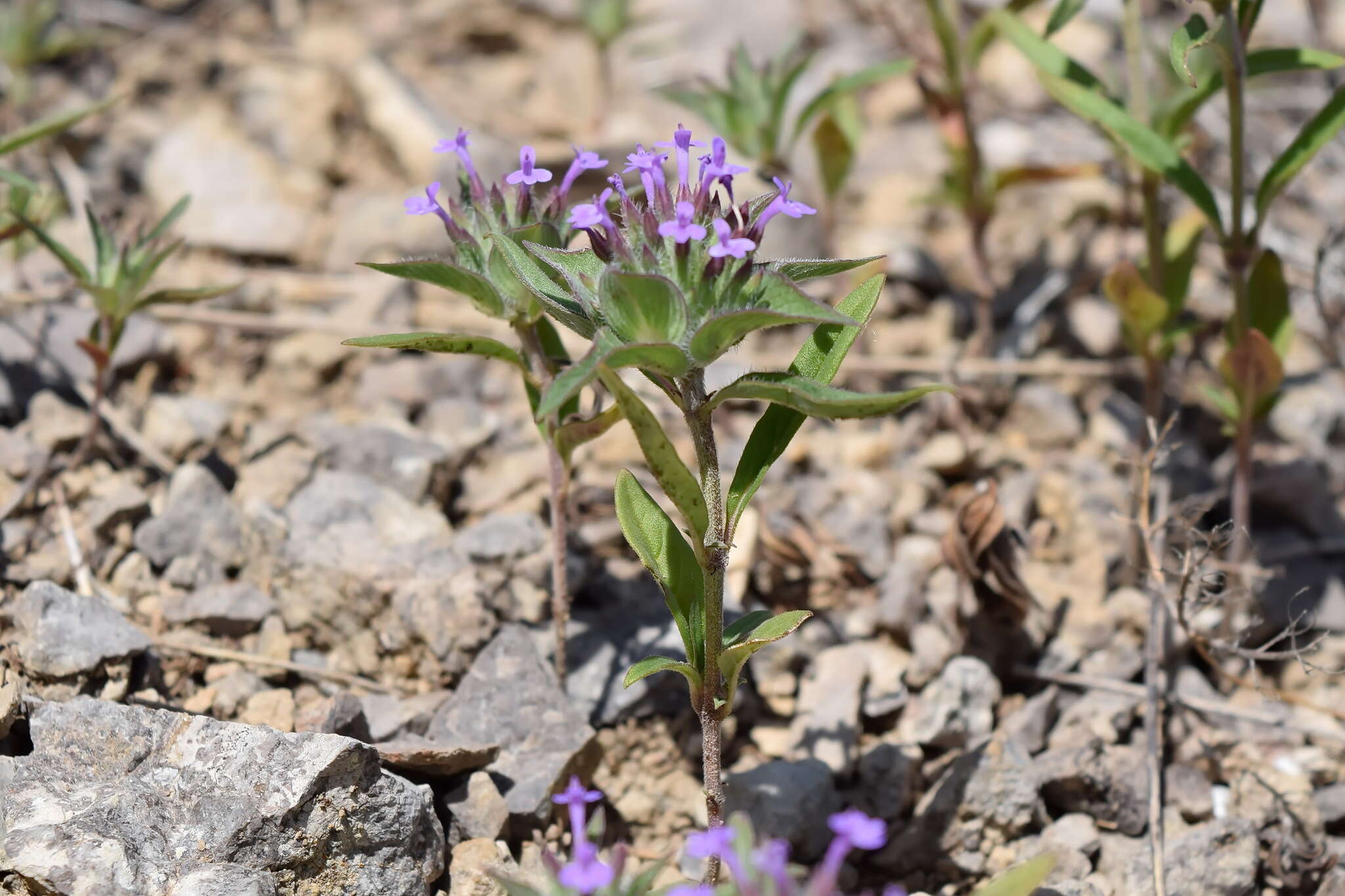 Sivun Ziziphora capitata L. kuva