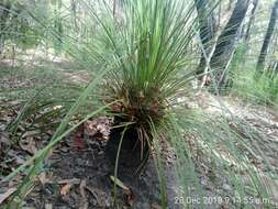 Image of Xanthorrhoea arborea R. Br.