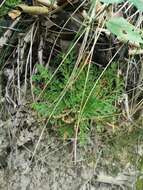 Image of Selaginella pallescens (C. Presl) Spring