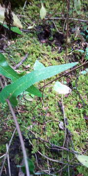 Image of Senecio callosus Sch. Bip.