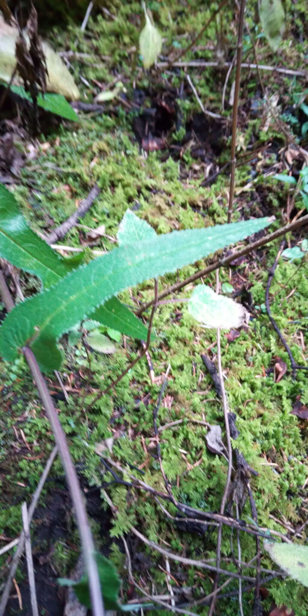 Image of Senecio callosus Sch. Bip.