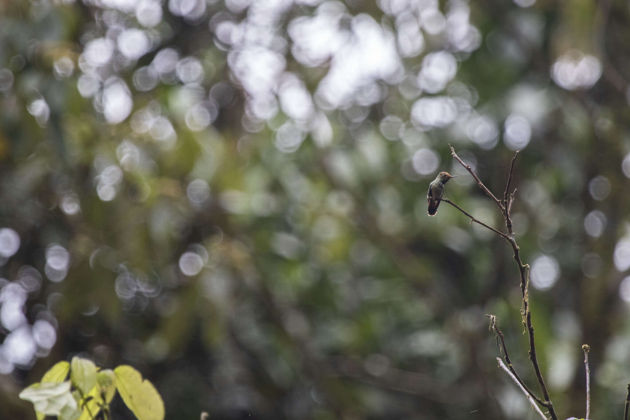 Lophornis stictolophus Salvin, Elliot & DG 1873 resmi