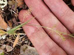 Image of Cerfolium