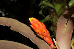 Image of Guzmania melinonis Regel