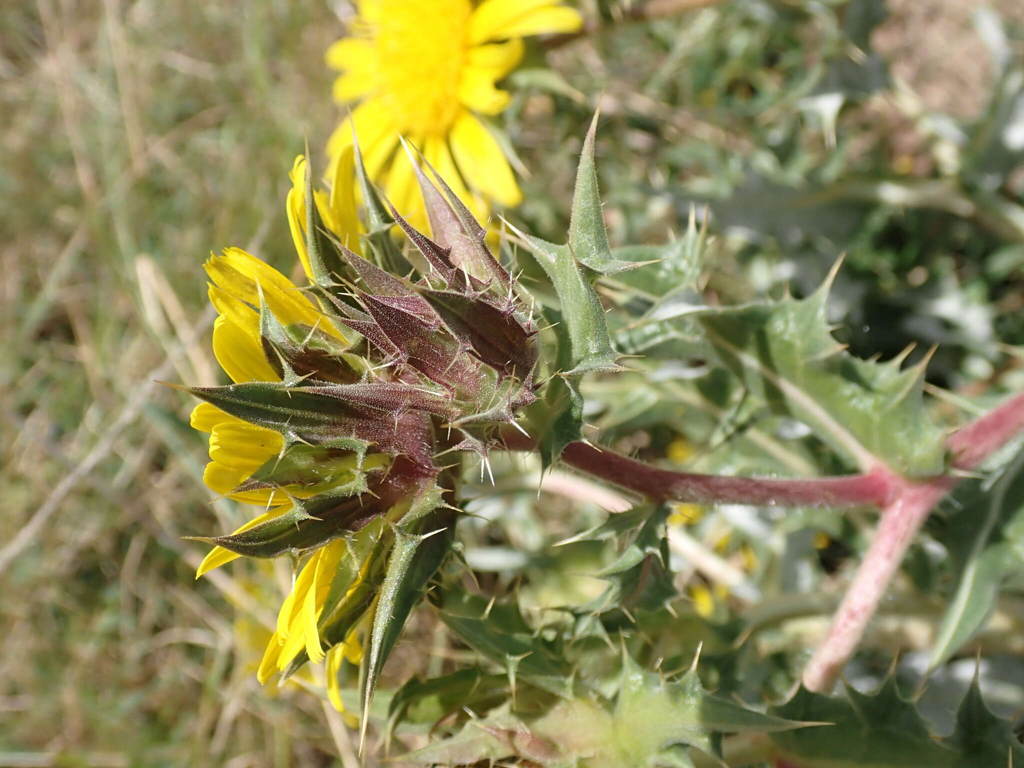 Image of Berkheya onopordifolia (DC.) Burtt Davy