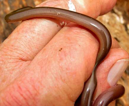 Image of Bibron's Blind Snake