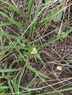 صورة Crabbea angustifolia Nees