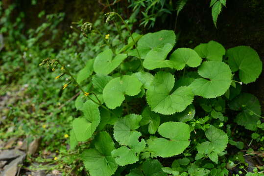 Image of Ligularia kojimae Kitam.