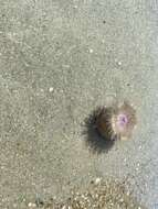 Image of hermit anemone