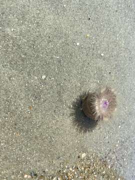 Image of hermit anemone