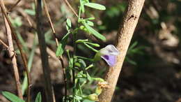 Psoralea oligophylla Eckl. & Zeyh. resmi