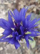 Image of Centaurea cyanoides Berggren & Wahlenb.