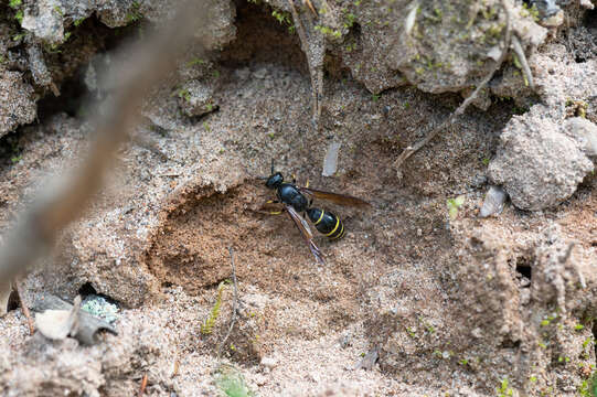 Sivun Symmorphus murarius (Linnaeus 1758) kuva