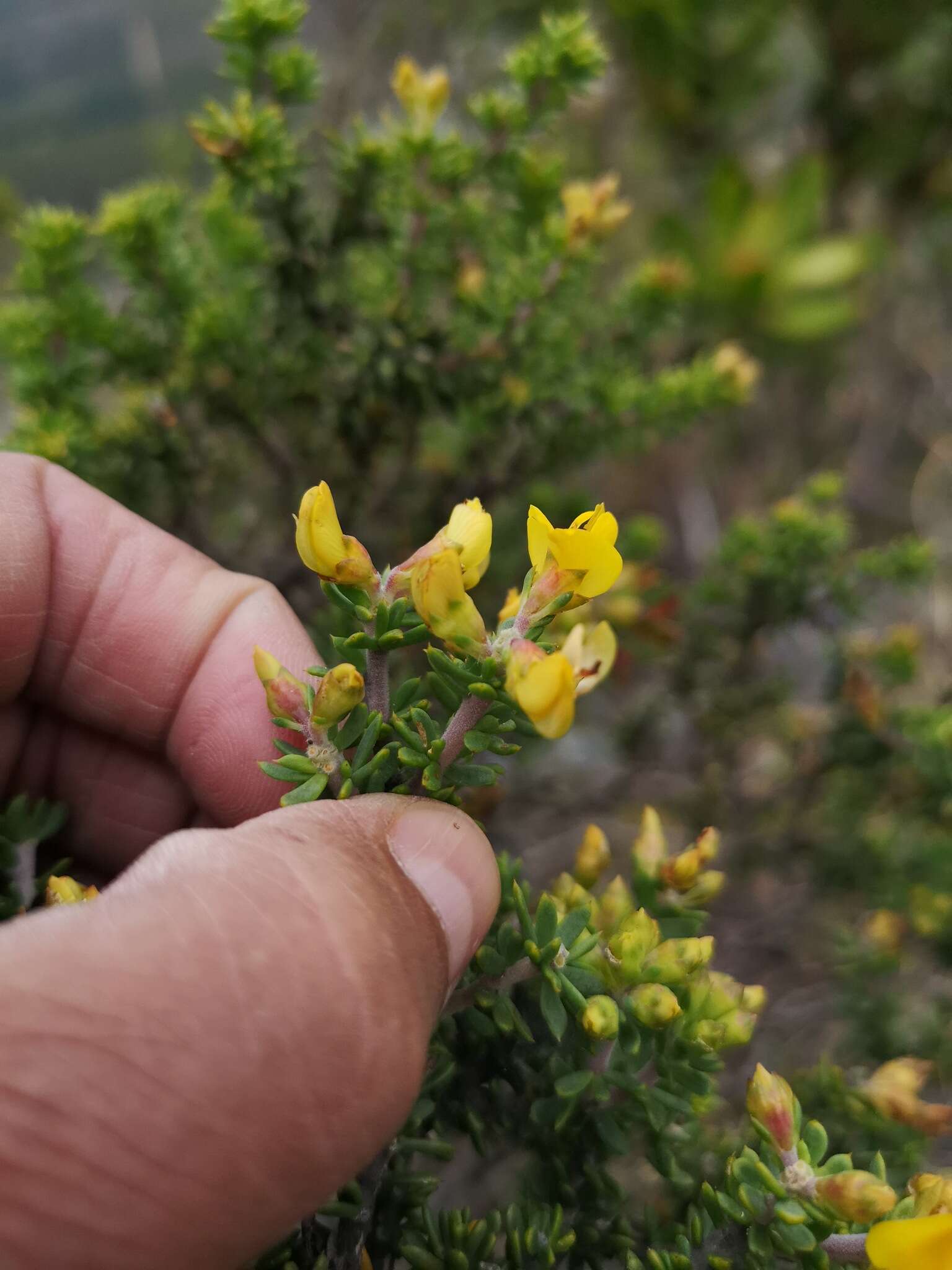 Слика од Aspalathus fusca Thunb.