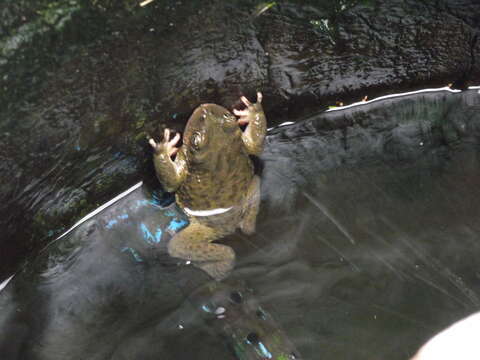 Image de Rhinella atacamensis (Cei 1962)