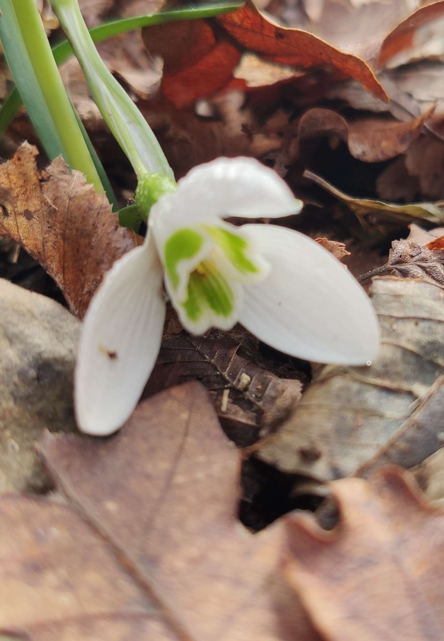 Image of Galanthus reginae-olgae Orph.