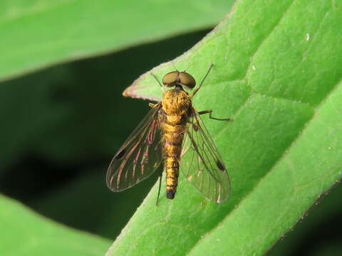 Image of Chrysopilus splendidus (Meigen 1820)