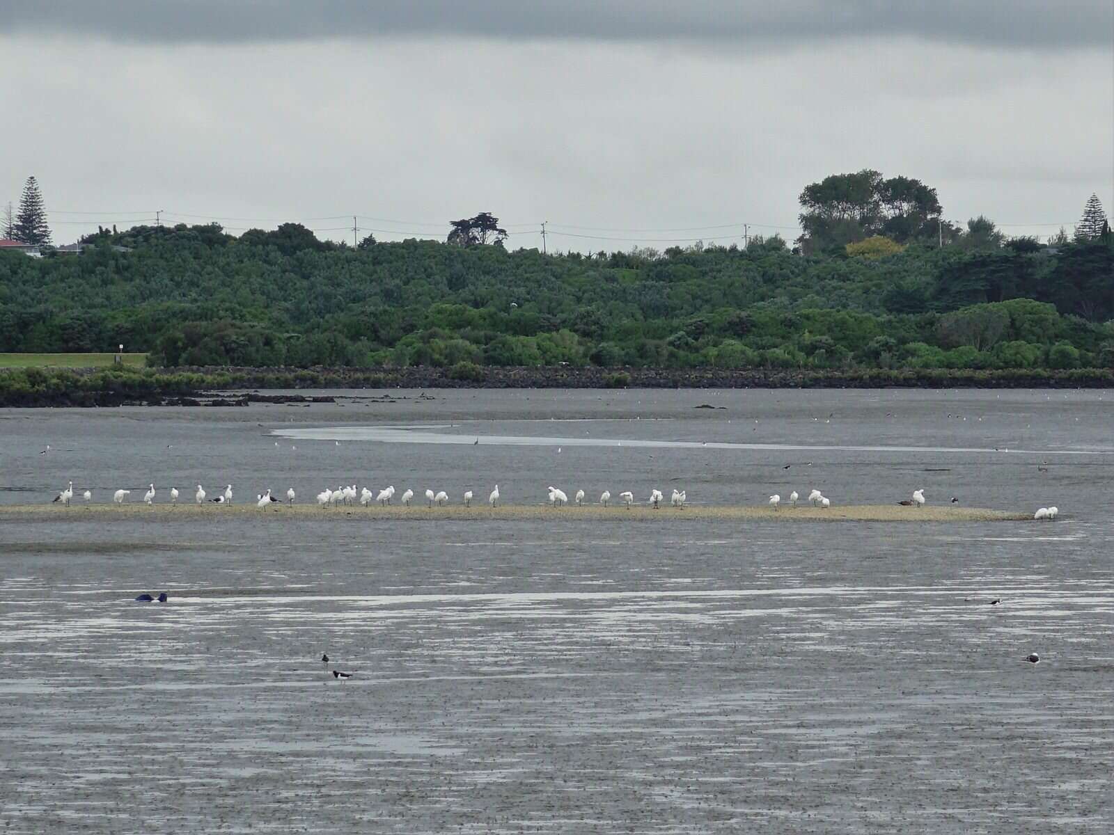 Image of Royal Spoonbill