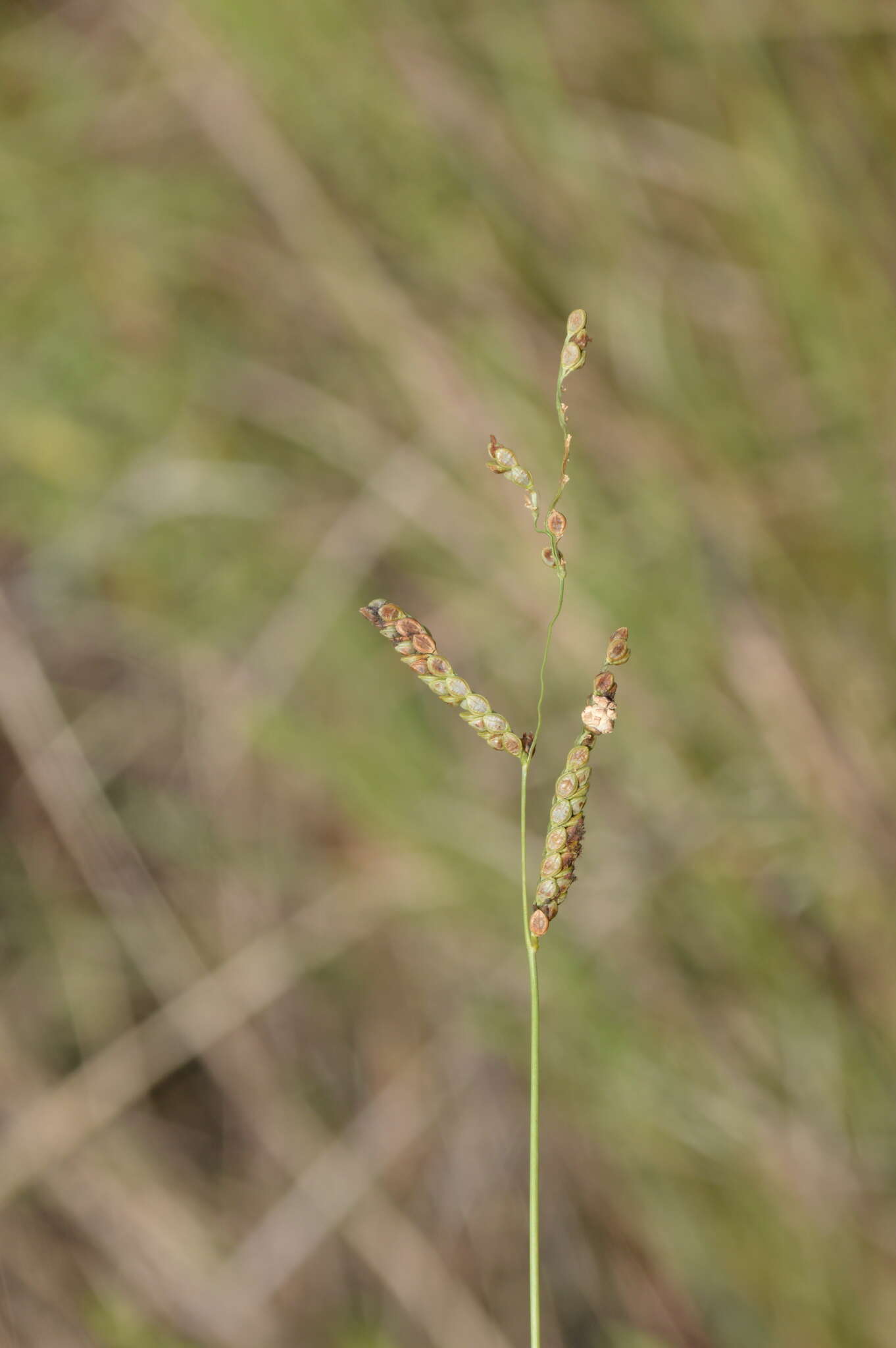 Plancia ëd Claviceps paspali F. Stevens & J. G. Hall 1910