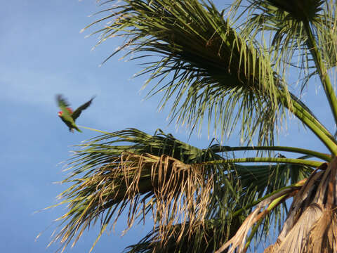 Image of Green-cheeked Amazon