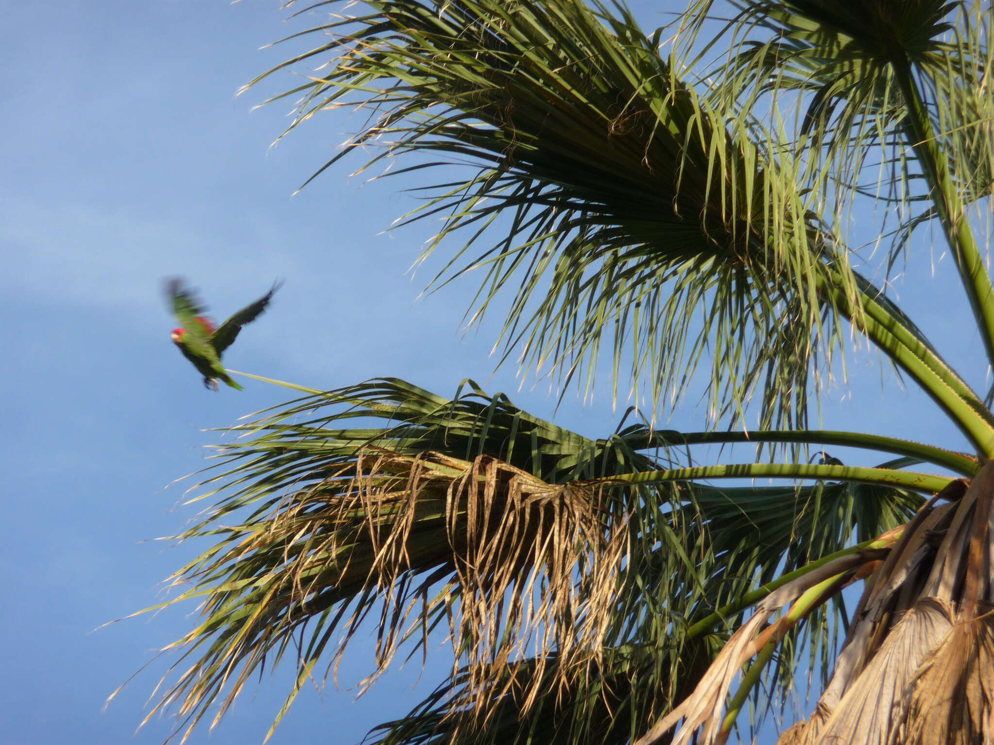 Imagem de Amazona viridigenalis (Cassin 1853)