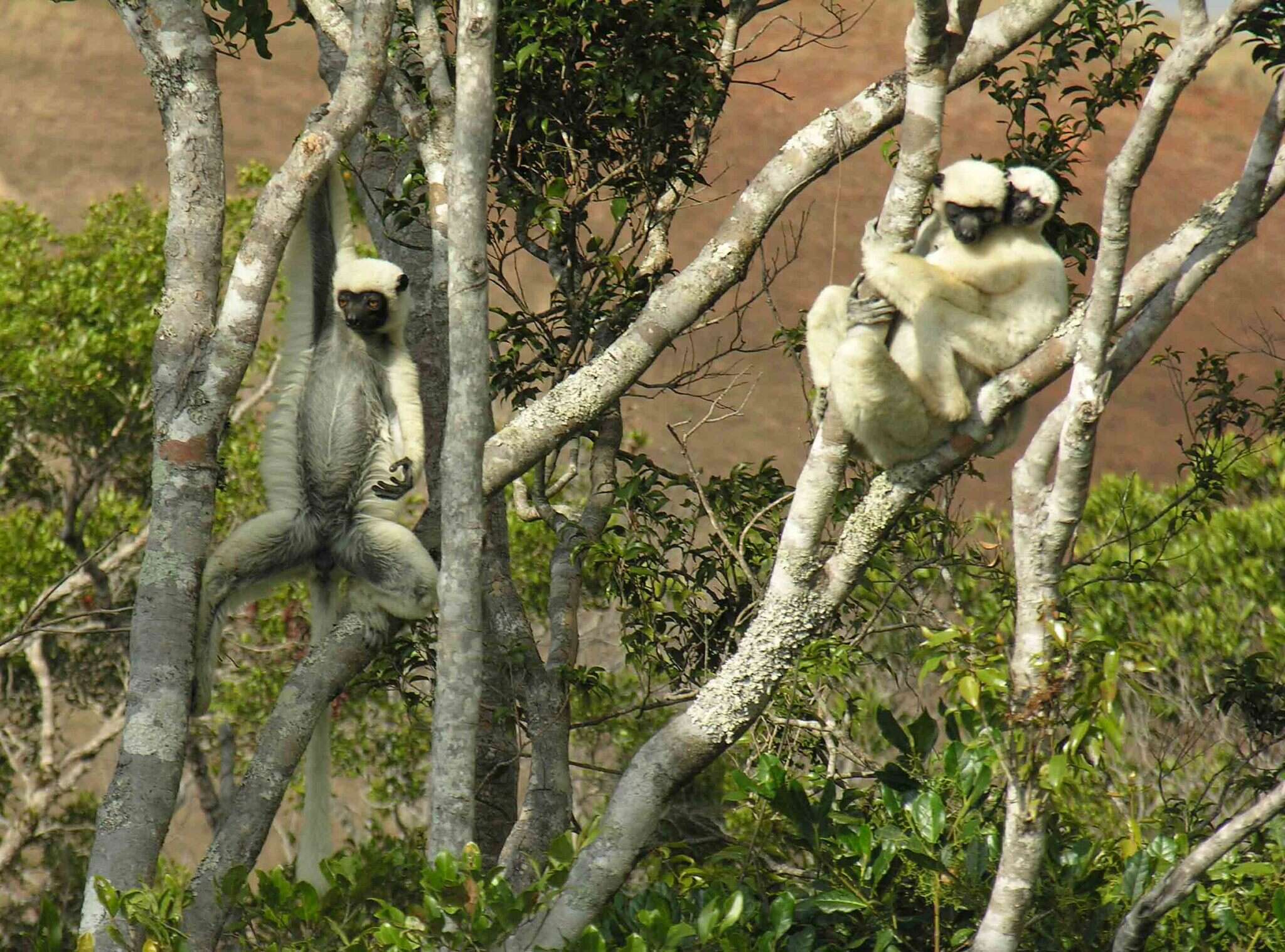 Image of Decken's Sifaka