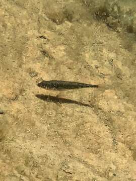 Image of Smallhead stickleback